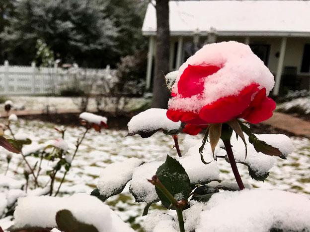 Mrs. Padilly's Winter Wonderland