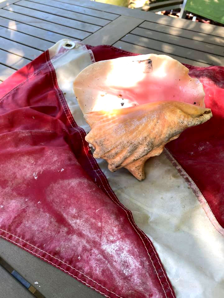 Conch Shell and Dive Flag from Ocean Conch Shell and Dive Flag