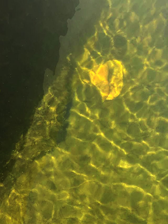 Conch Shell resting on bottom of a lagoon Conch Shell Under Water
