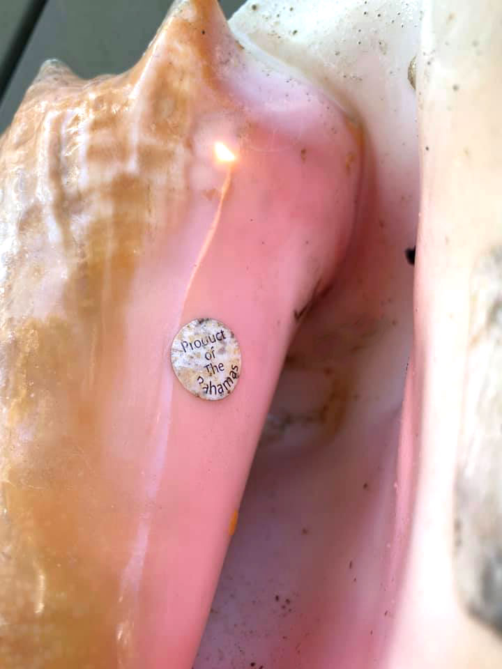 Conch Shell with Product of the Bahamas sticker Product of the Bahamas Conch Shell